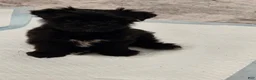 Yorkshire Terrier dogs for sale: Yorkshire Terrier 1 - Ad 1