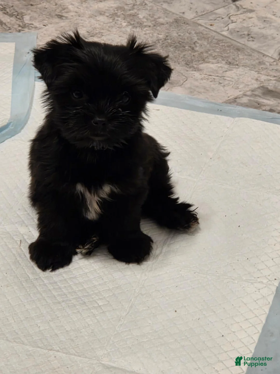 Yorkshire Terrier dogs for sale: Yorkshire Terrier 1 - Ad 1