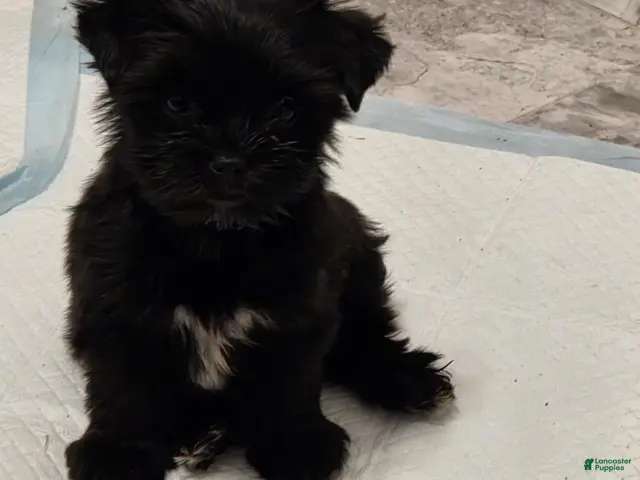 Yorkshire Terrier dogs for sale: Yorkshire Terrier 1 - Ad 1