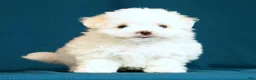 Maltese dogs for sale: Abby - Ad 7