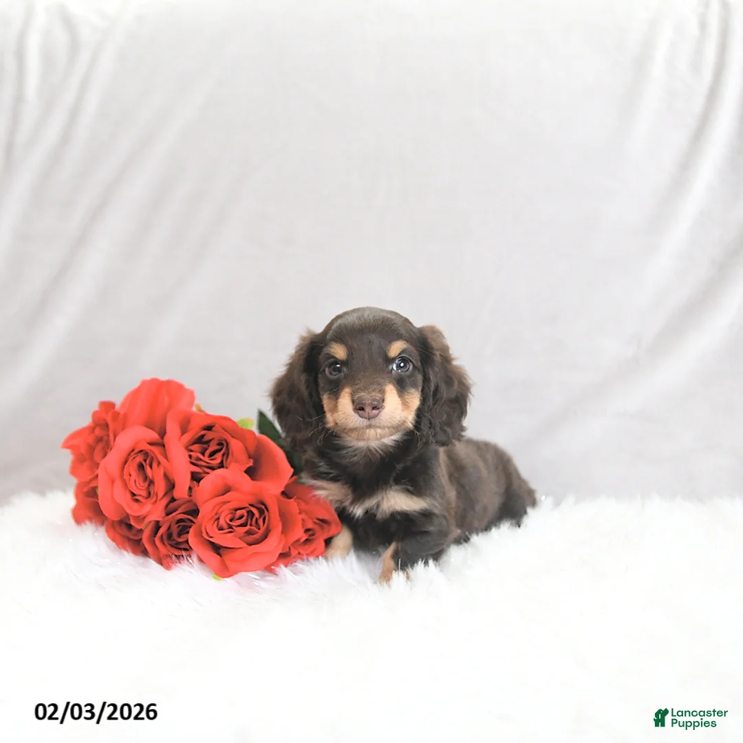 Miniature Dachshund dogs for sale: Paxton - Ad 4