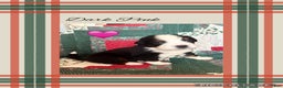Bernese Mountain Dog dogs for sale: Duchess - Ad 4