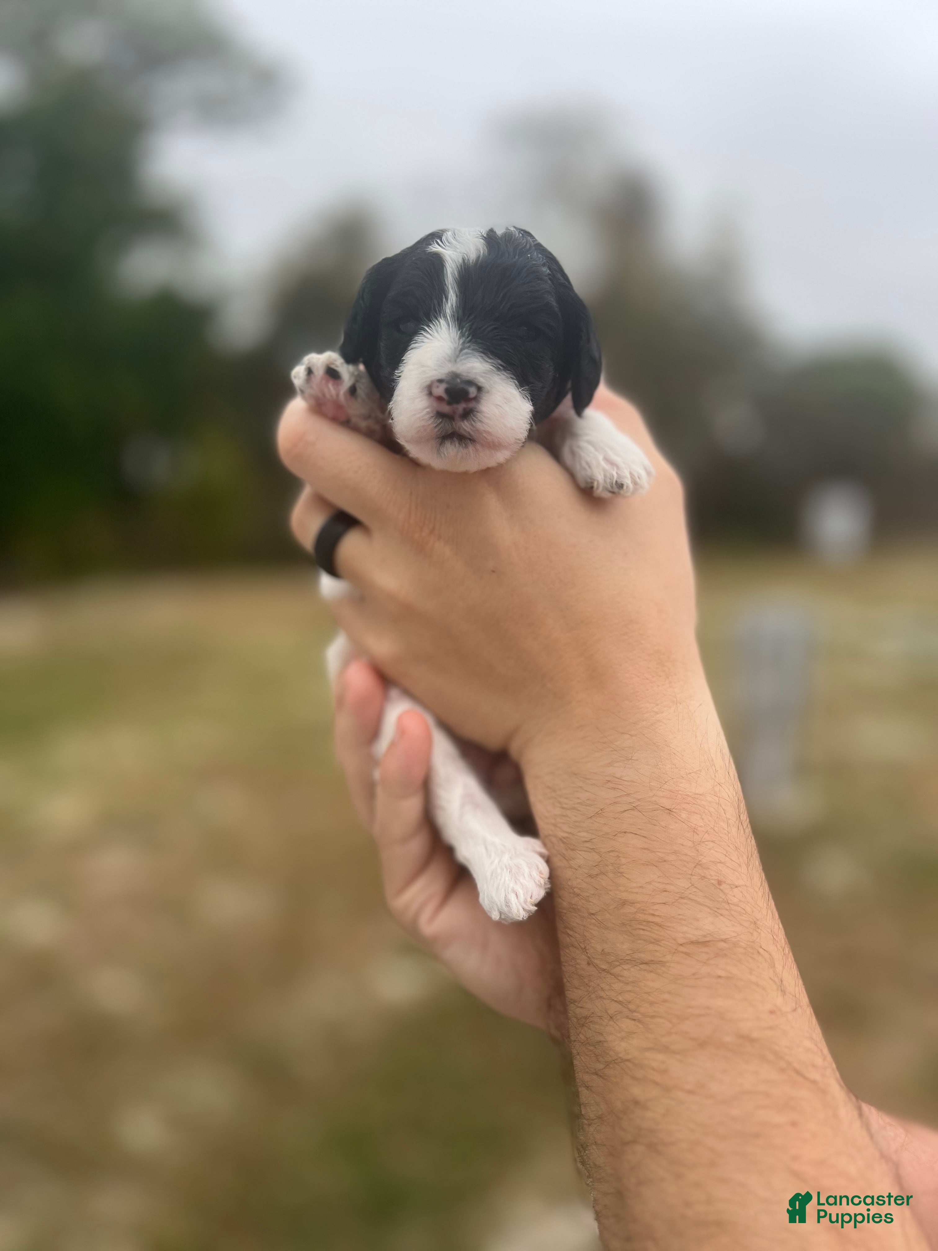 Mini Sheepadoodle dogs Pink-Mittens - Ad 1