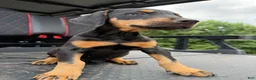 Doberman Pinscher dogs for sale: Doberman Pinscher 1 - Ad 2