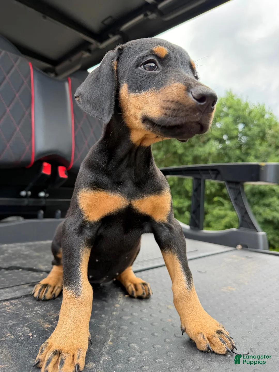 Doberman Pinscher dogs for sale: Doberman Pinscher 1 - Ad 2