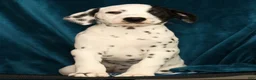 Dalmatian dogs for sale: Jingle - Ad 8