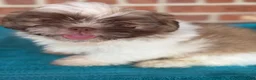 Shih Tzu dogs for sale: Shih Tzu 4 - Ad 7