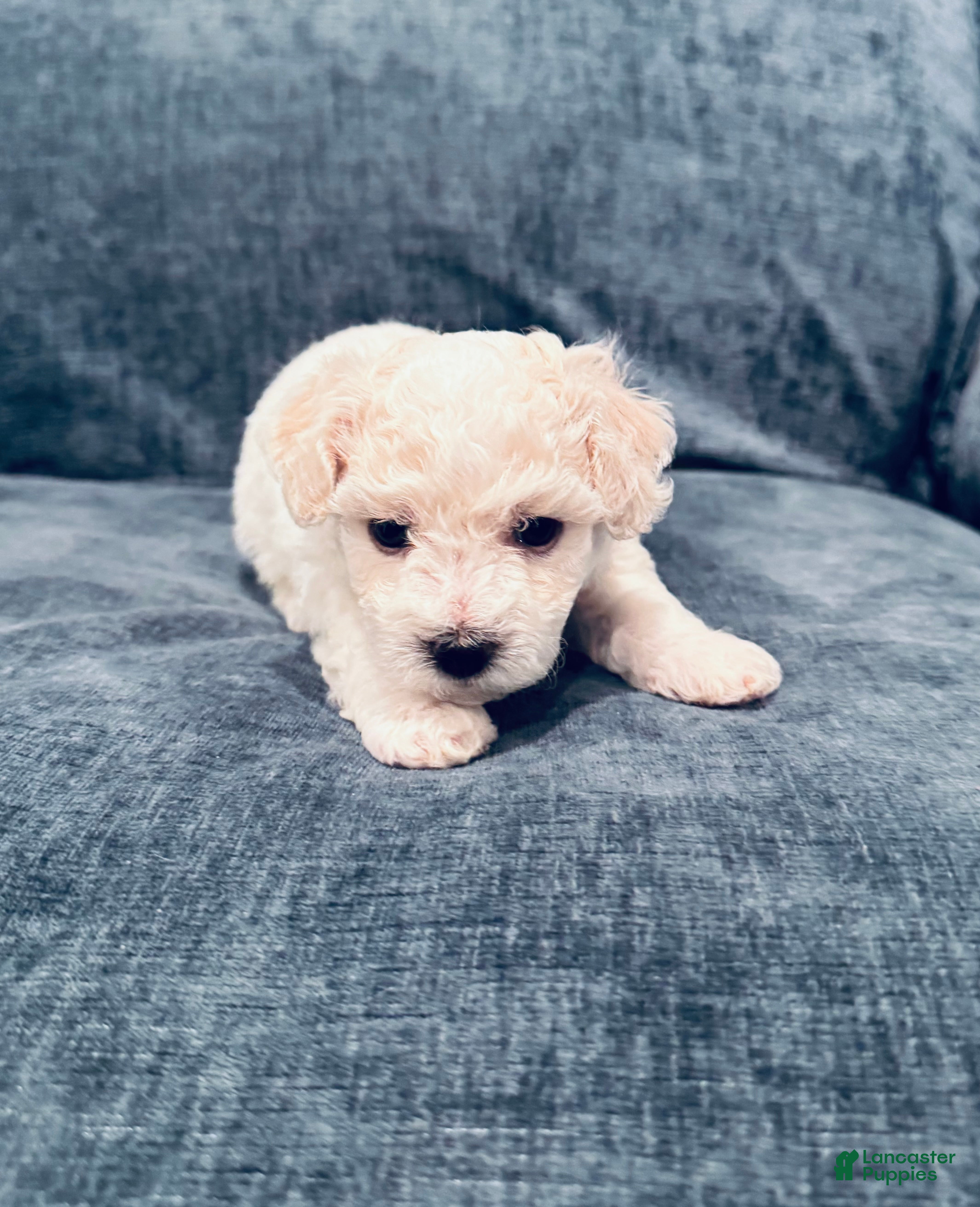 Bichon Frise dogs Bichon Frise 1 - Ad 28