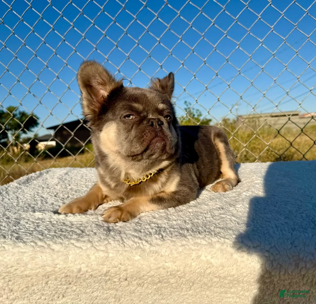 French Bulldog dogs for sale: Rocky 🩶 Rare Lilac Tan Fluffy in LA, CA - USA DELIVERY & FINANCING OPTIONS AVAILABLE! - Ad 2