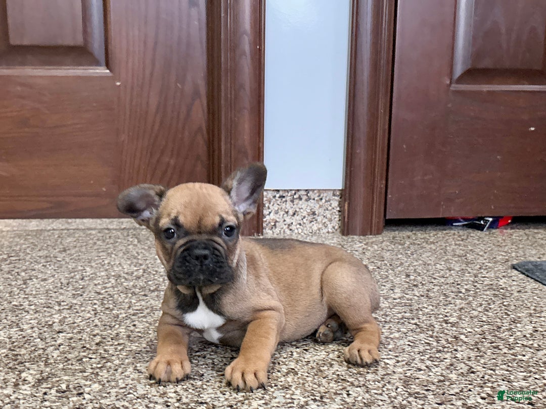French Bulldog dogs for sale: French Bulldog Puppy 4 - Ad 3