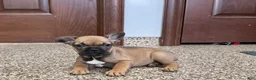 French Bulldog dogs for sale: French Bulldog Puppy 4 - Ad 3