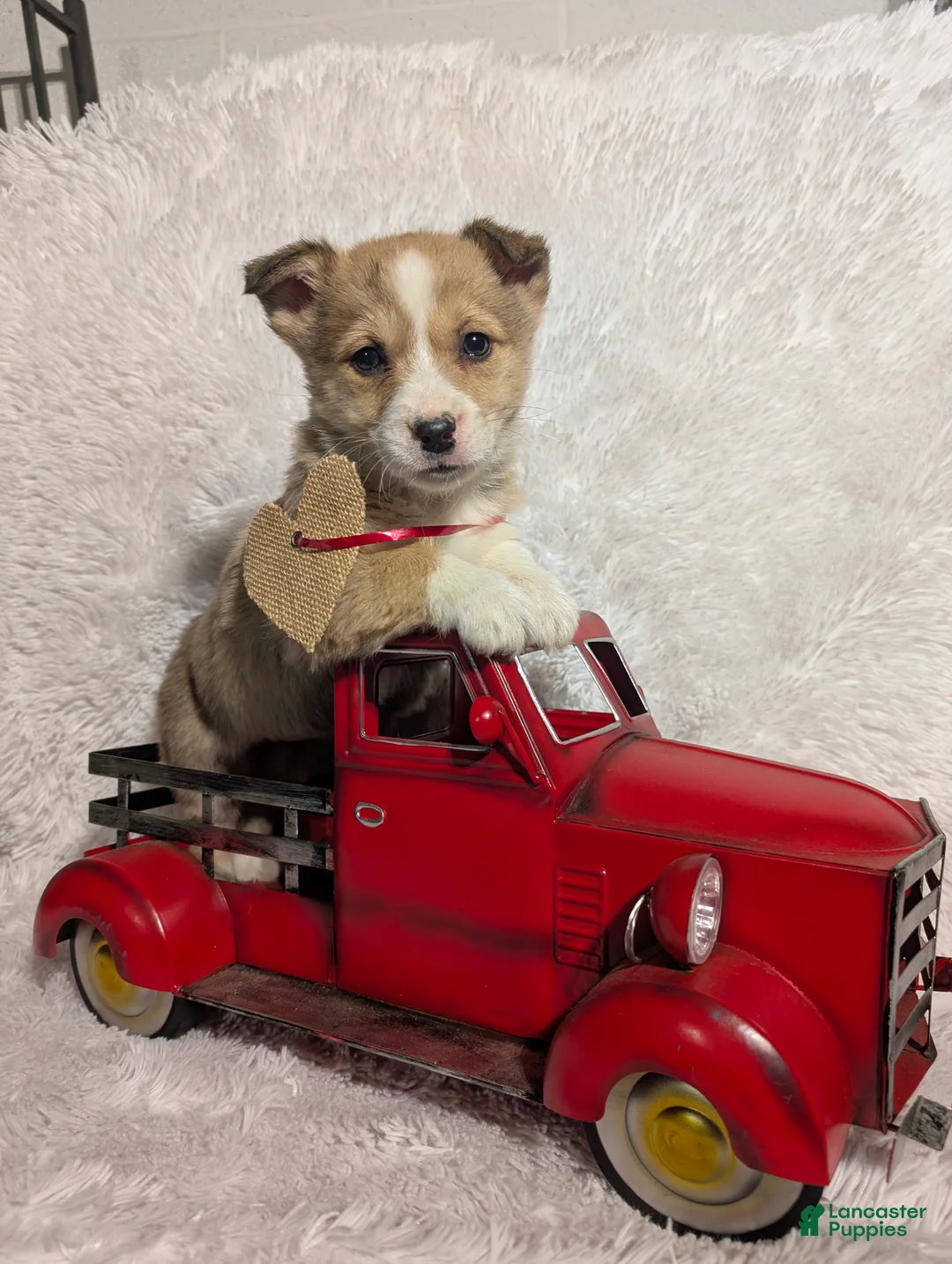 Welsh Corgi Pembroke dogs for sale: Kay - Ad 4