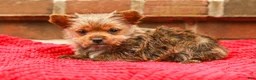 Yorkshire Terrier dogs for sale: Girly (Extra Small) - Ad 5