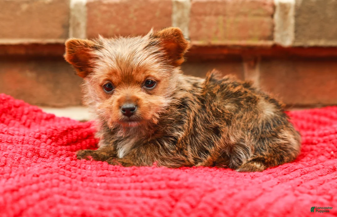 Yorkshire Terrier dogs for sale: Girly (Extra Small) - Ad 5