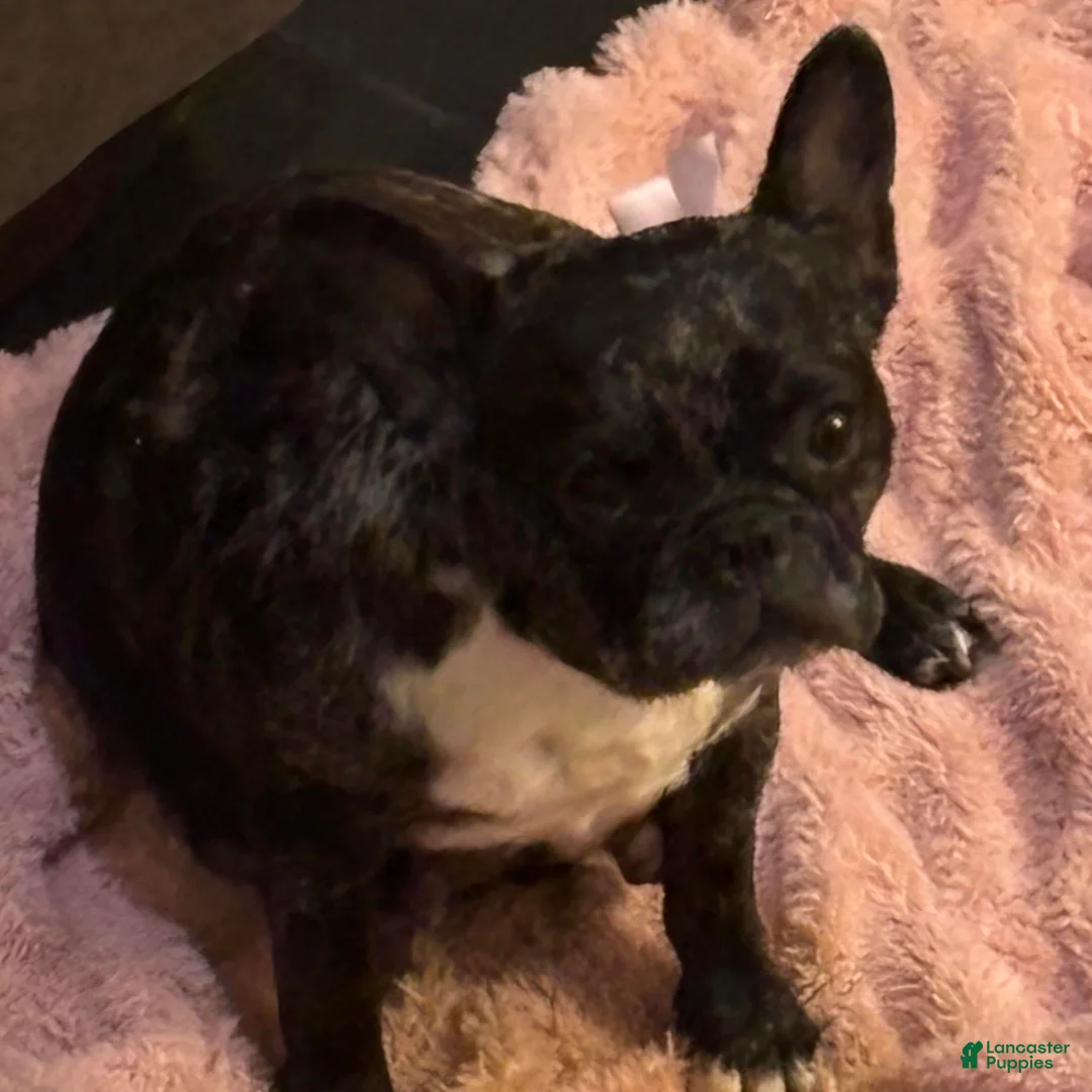 French Bulldog dogs for sale: CoCo - Ad 2