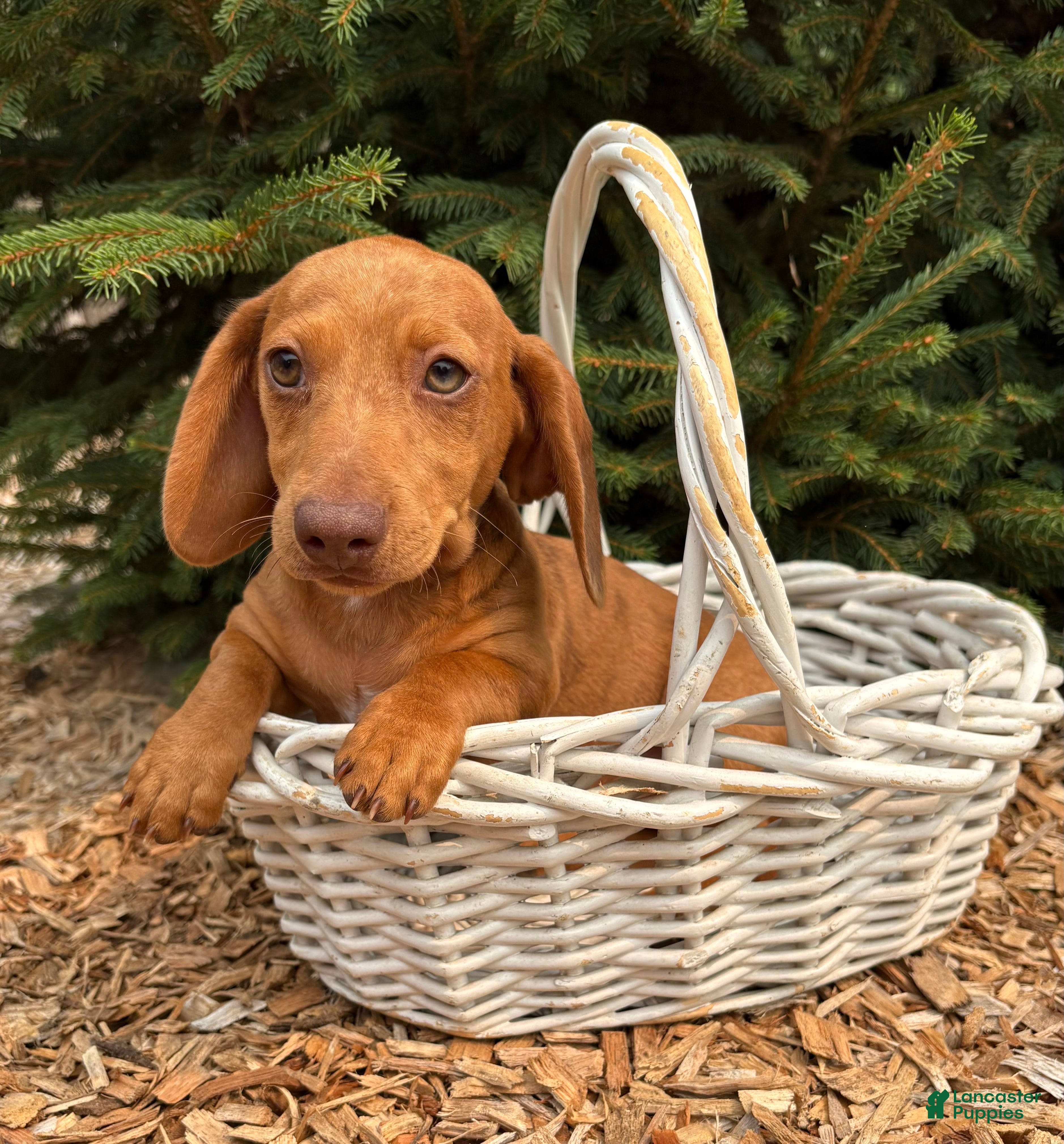 Dachshund dogs Raine - Ad 1