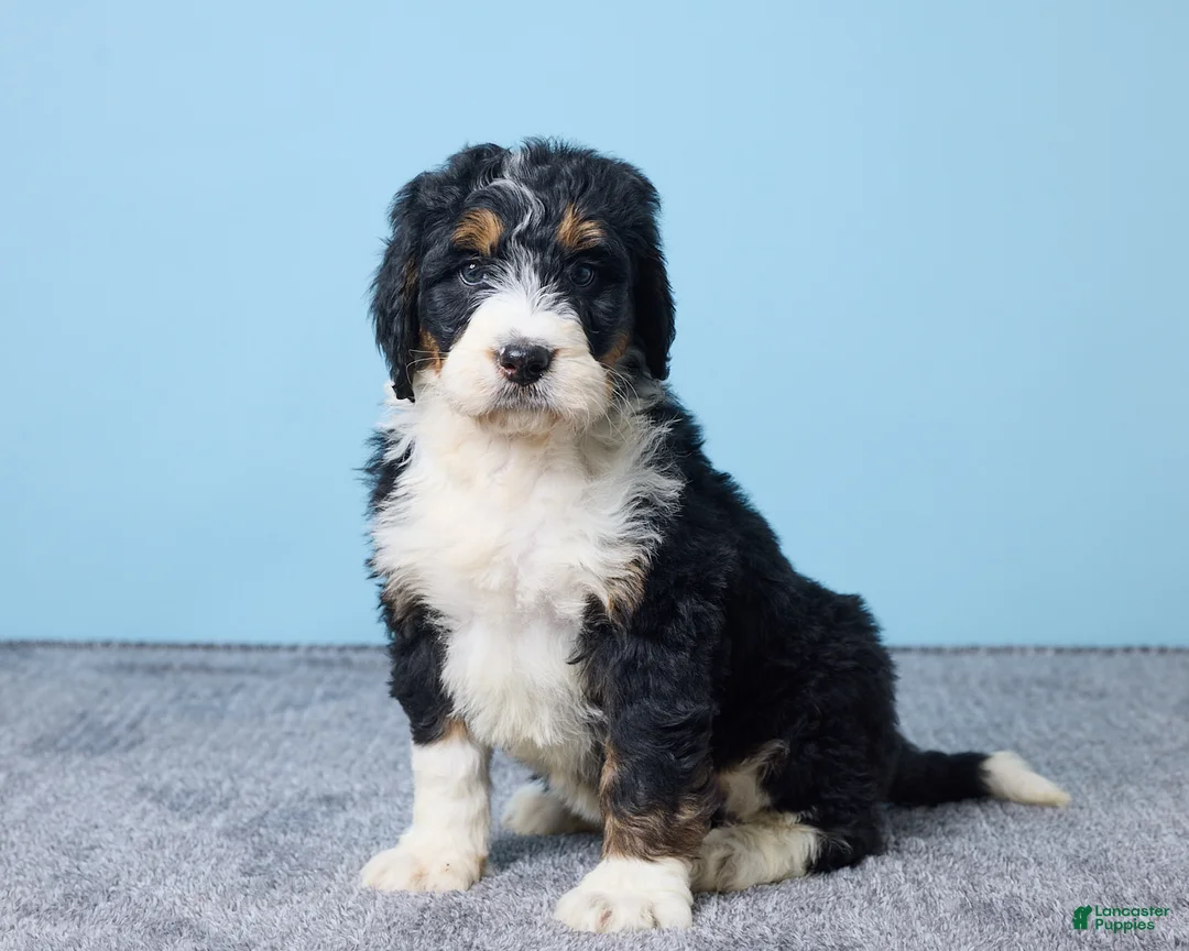 Bernedoodle dogs for sale: Hailey - Ad 4