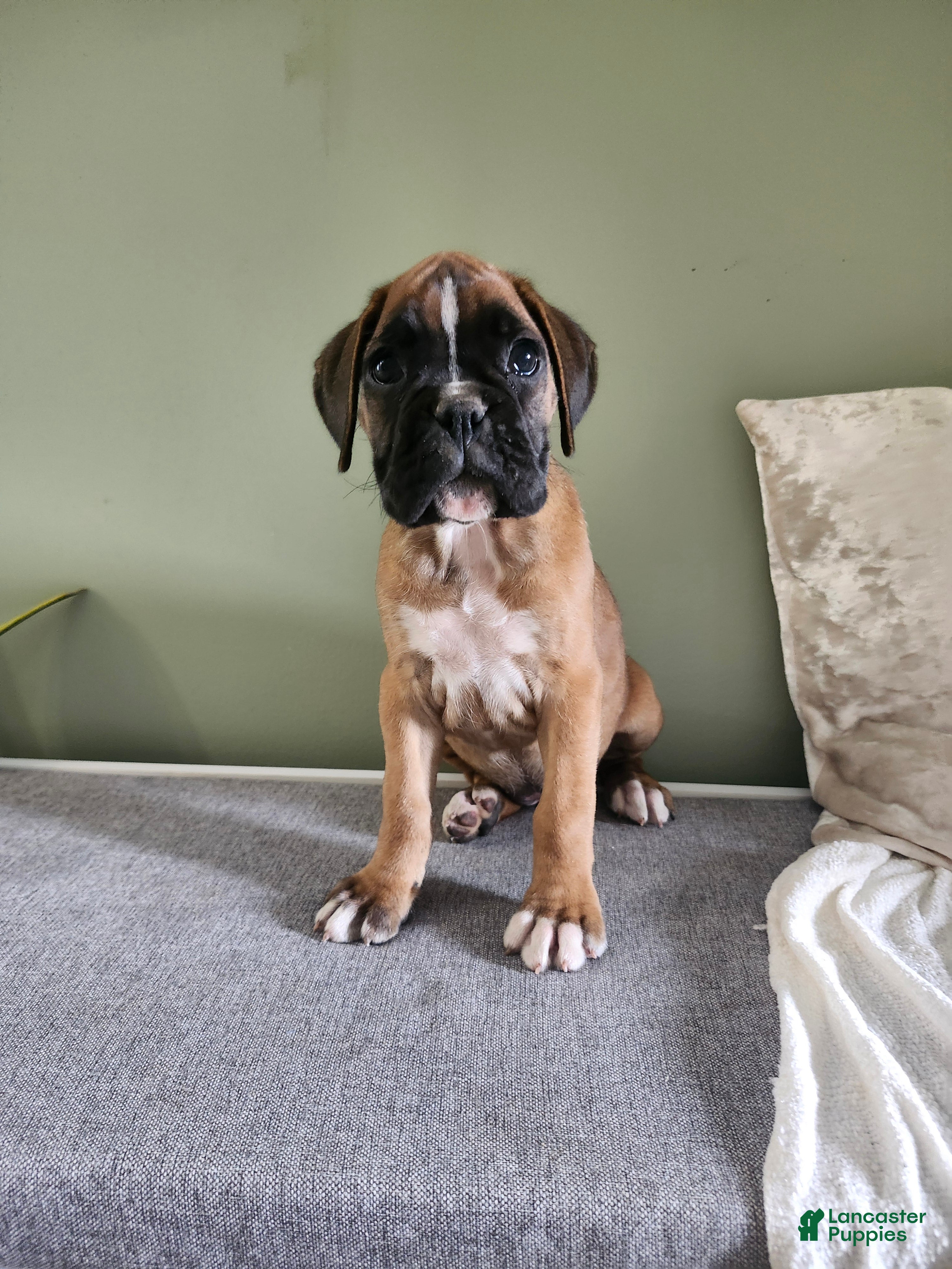Boxer dogs Jayla  - Ad 1