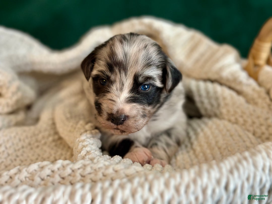 Australian Shepherd dogs for sale: Blue Merle Female (Boo) - Ad 2