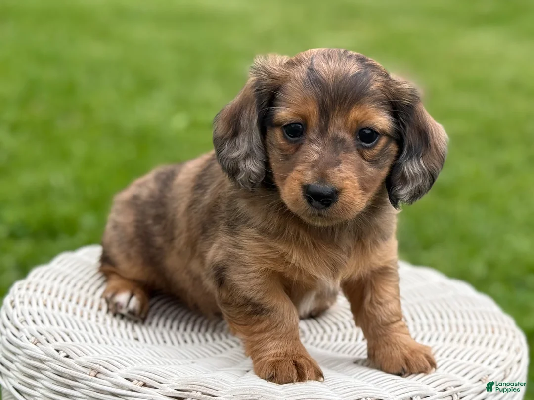 Miniature Dachshund dogs for sale: George - Ad 3