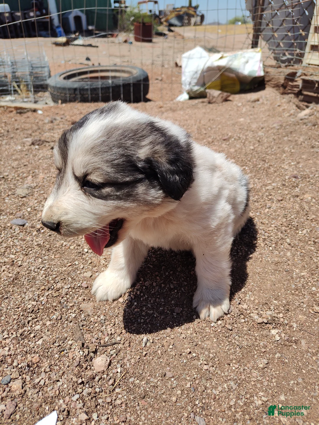 Mixed Breed dogs for sale: Working Anatolian Pyrenees Great Pyrenees - Ad 1