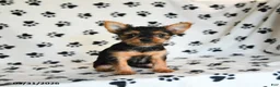 Yorkshire Terrier dogs for sale: Pixie - Ad 1