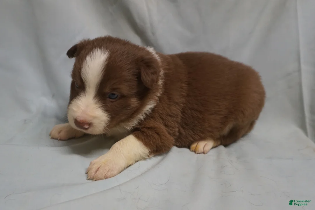 Border Collie dogs for sale: Whitley,  Puppy 3 - Ad 4