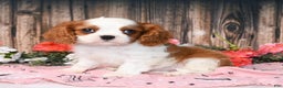 Cavalier King Charles Spaniel dogs for sale: Vance - Ad 1
