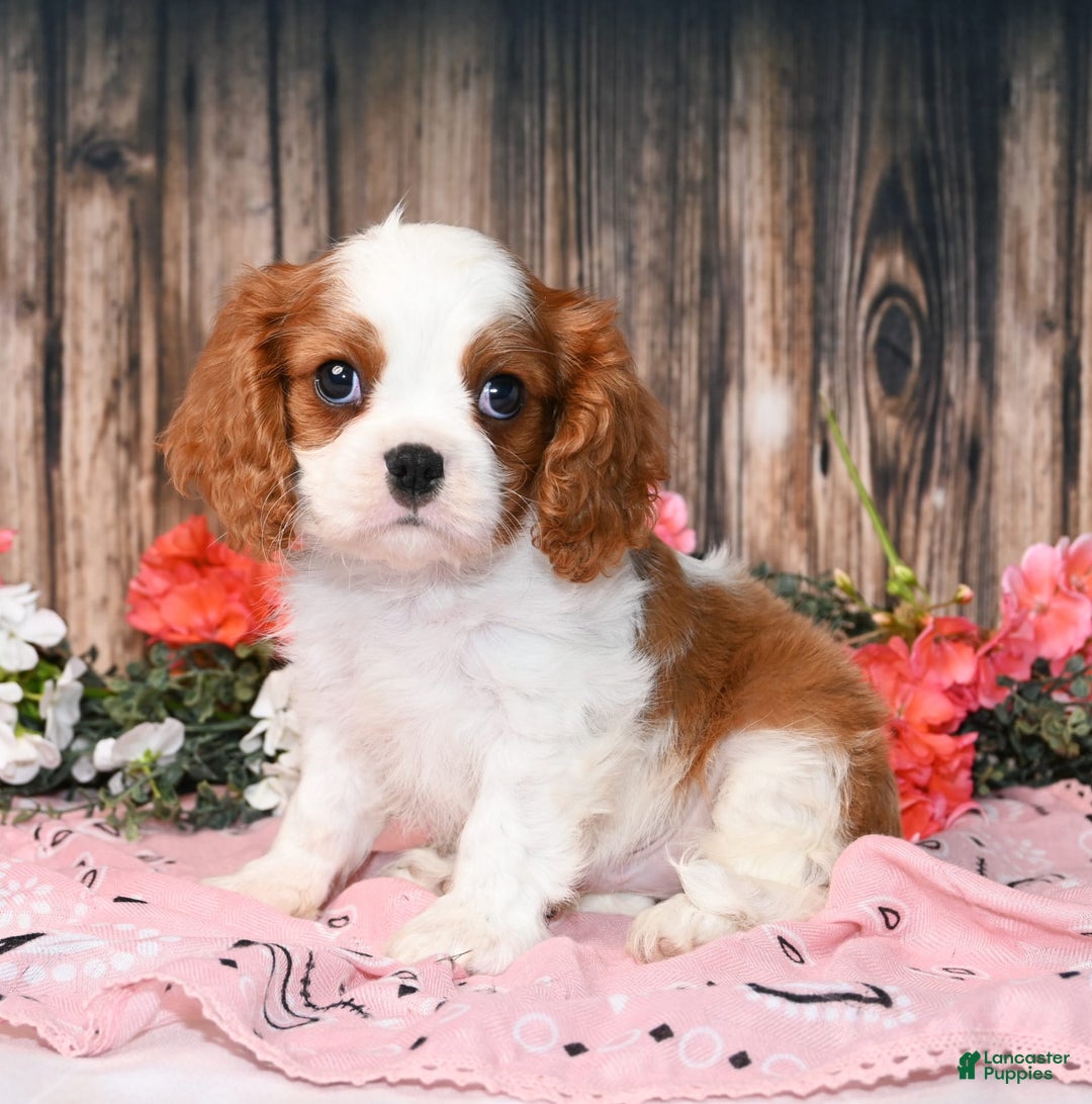 Cavalier King Charles Spaniel dogs for sale: Vance - Ad 1