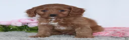Cockapoo dogs for sale: Kaila - Ad 1