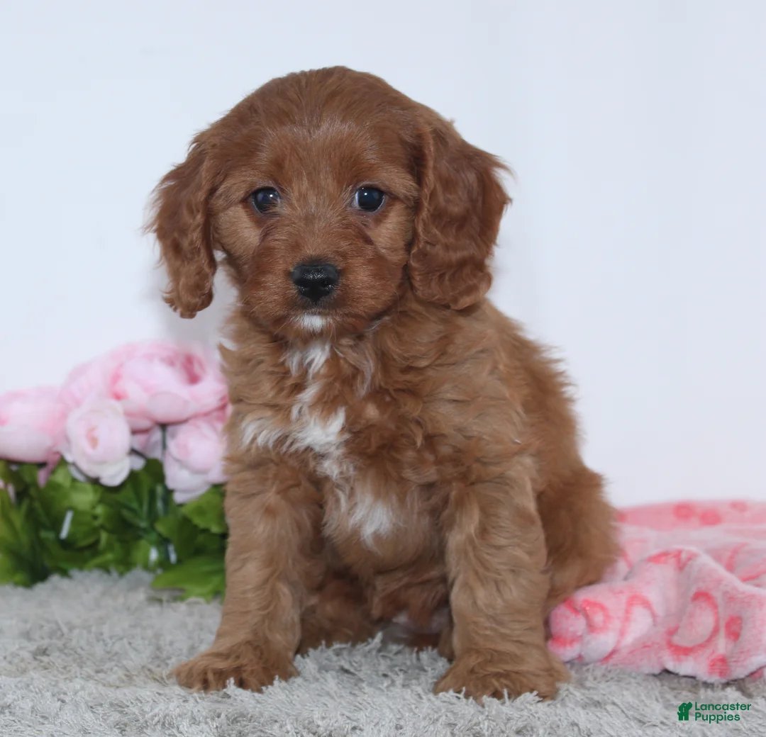 Cockapoo dogs for sale: Kaila - Ad 1