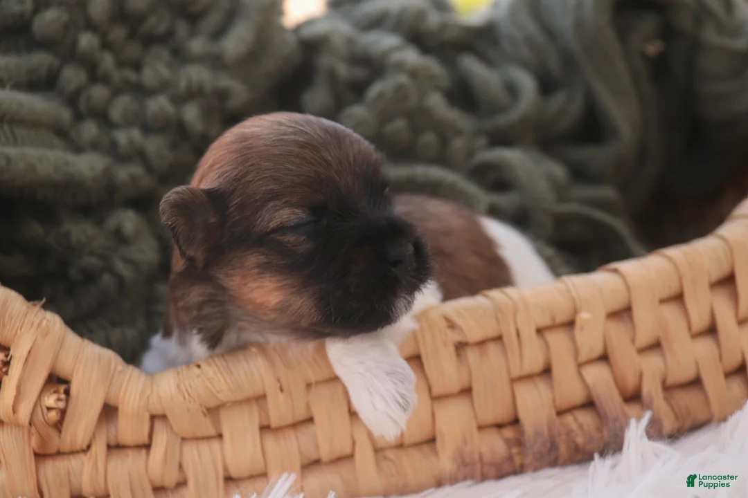 Havanese dogs for sale: Biscuit Havanese  - Ad 6