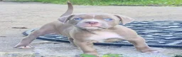 American Bully dogs for sale: Chanel - Ad 3