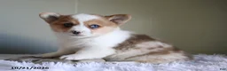 Welsh Corgi Pembroke dogs for sale: Pumpkin - Ad 1