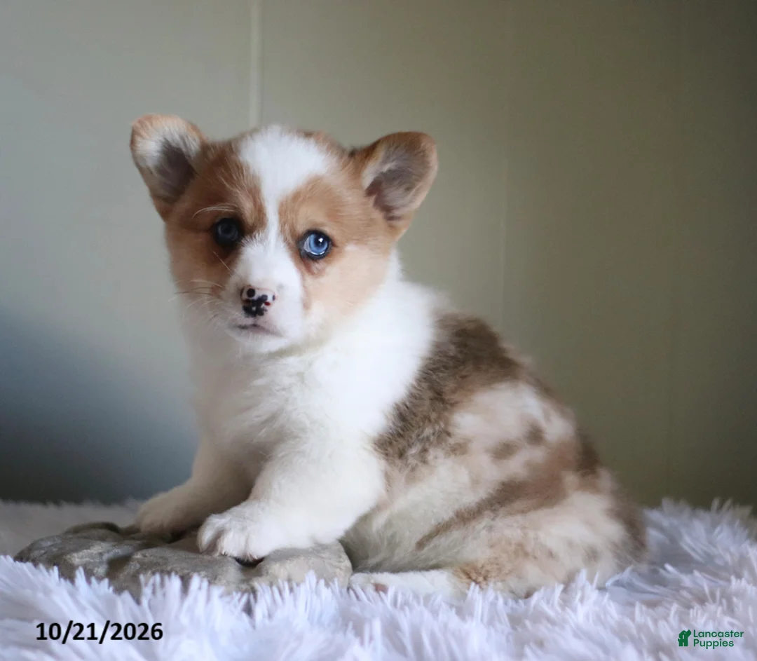 Welsh Corgi Pembroke dogs for sale: Pumpkin - Ad 1