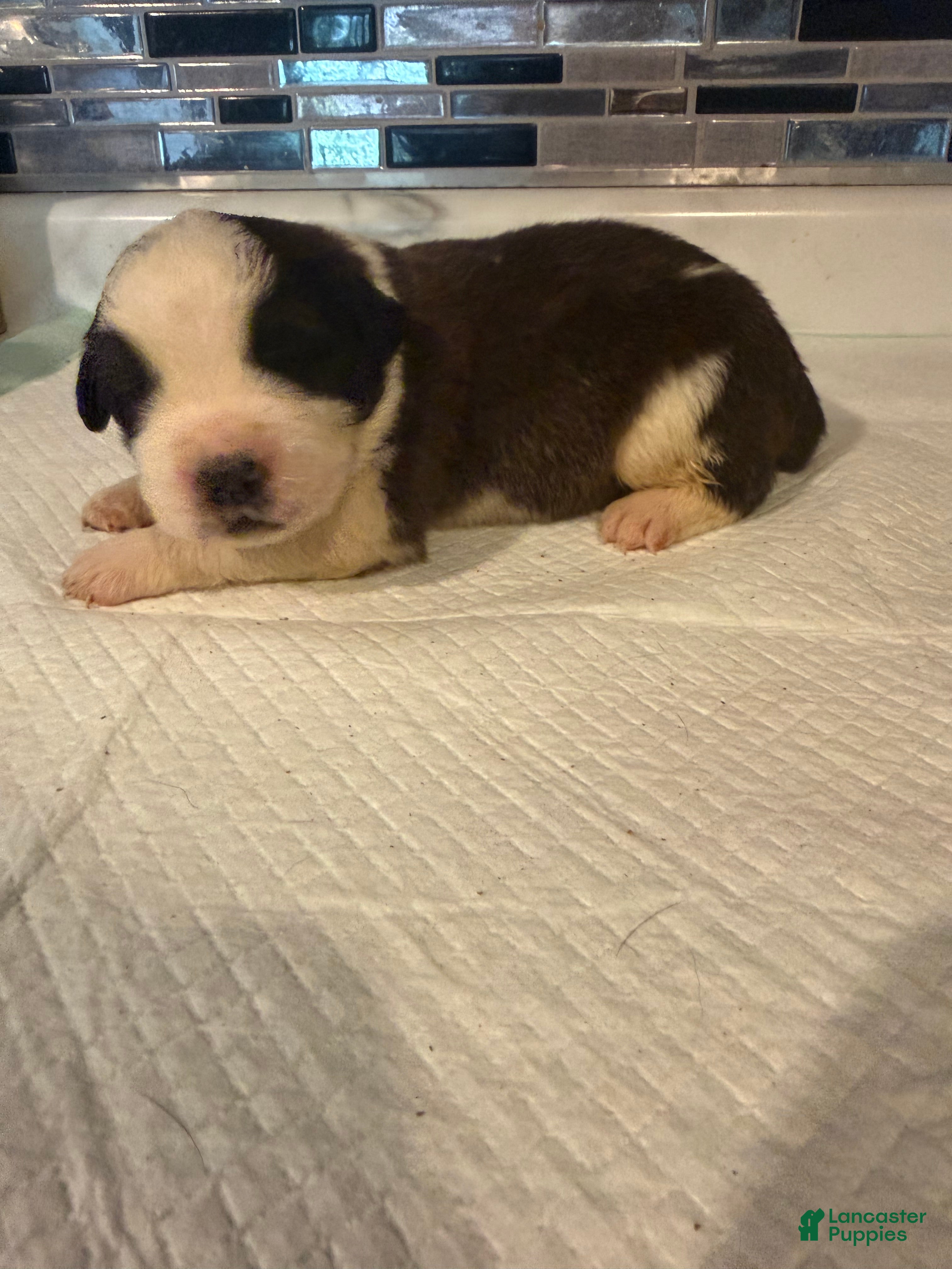 Saint Bernard dogs Girl 4 - Ad 18
