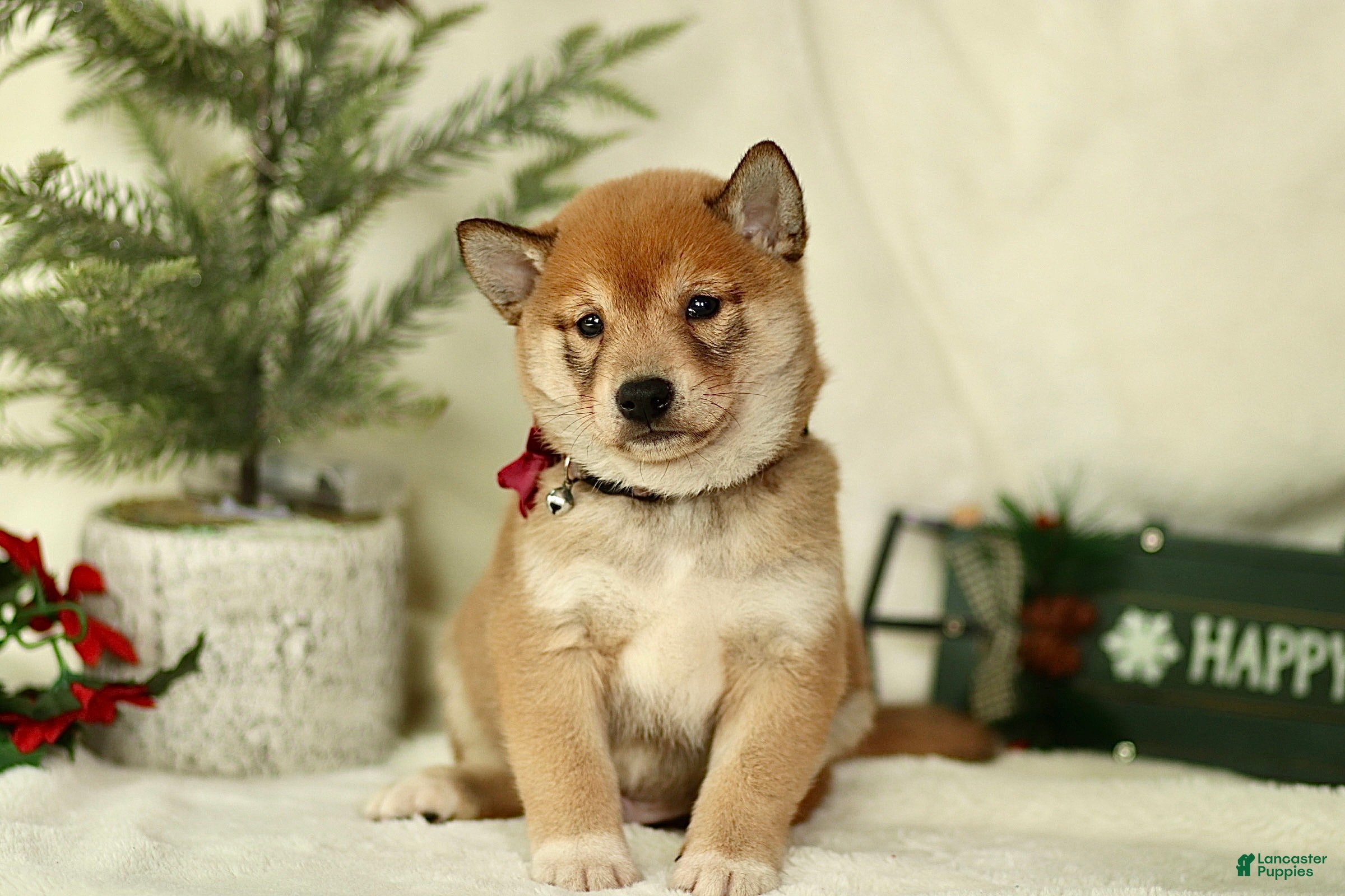Shiba Inu dogs Braden - Ad 2