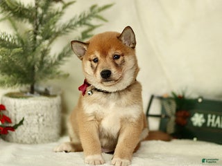 Shiba Inu dogs Braden - Ad 3