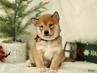 Shiba Inu dogs Braden - Ad 21