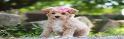 Maltipoo dogs for sale: Peanut - Ad 5