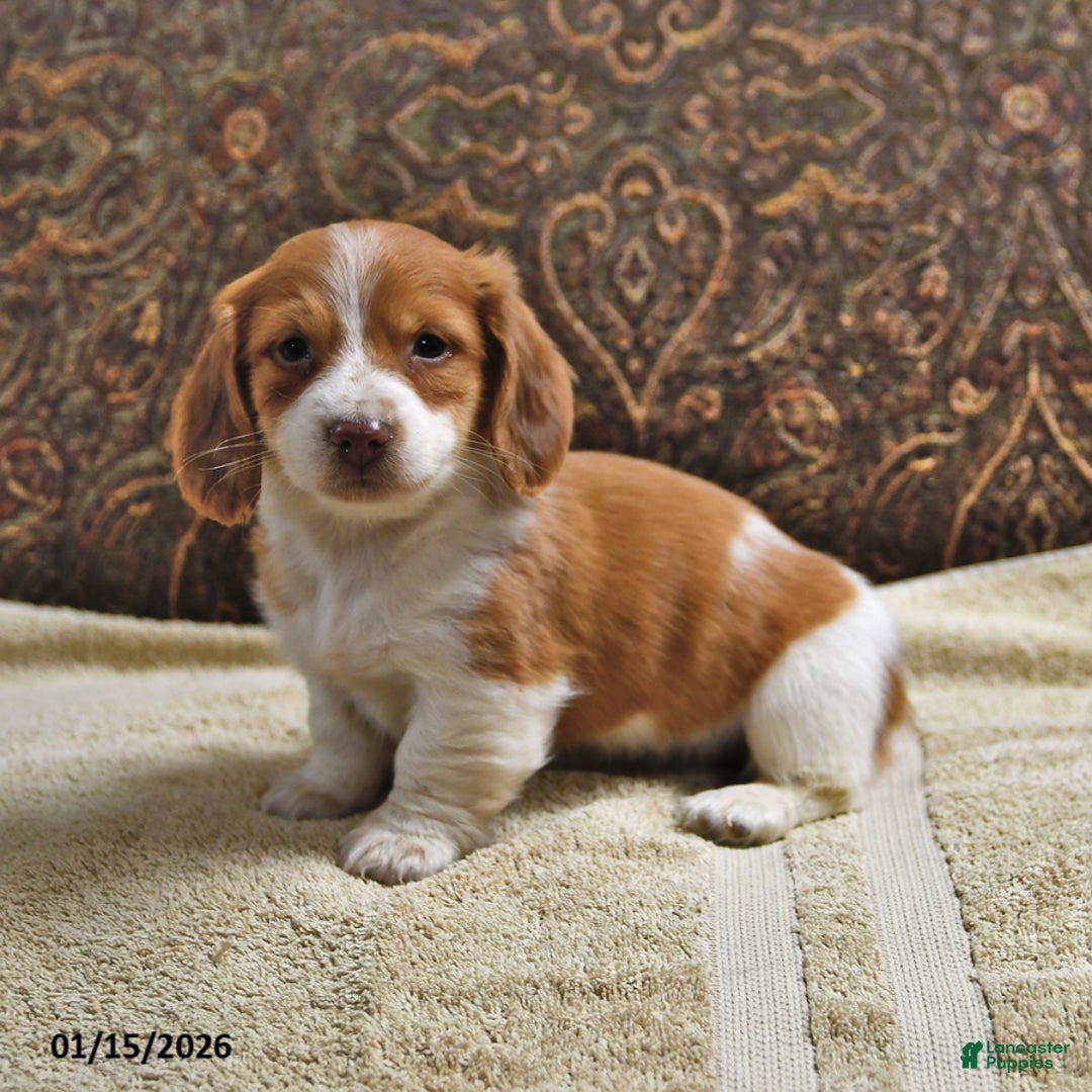 Miniature Dachshund dogs for sale: Frisky - Ad 4