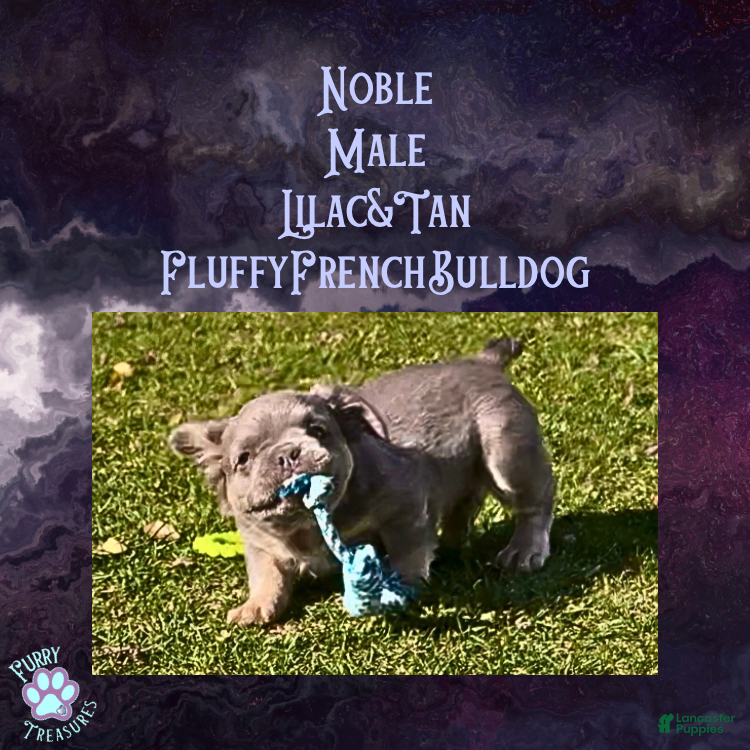 French Bulldog dogs Noble - Ad 1