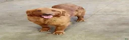 Golden Retriever dogs for sale: Pepper - Ad 6