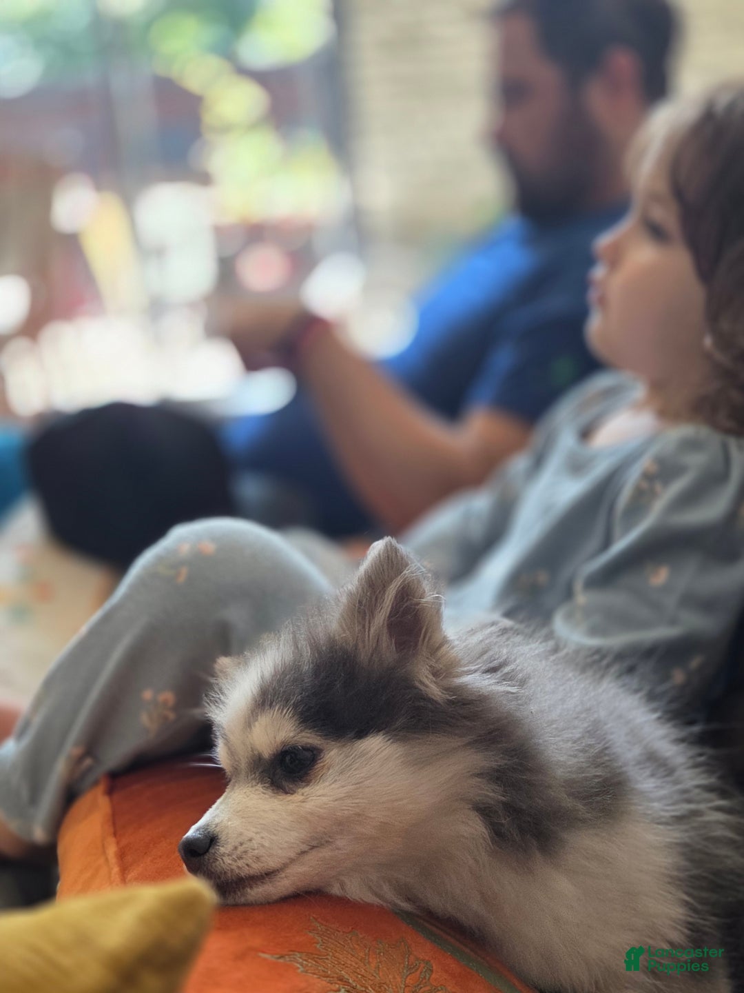 Pomsky dogs for sale: Periwinkle - Ad 4