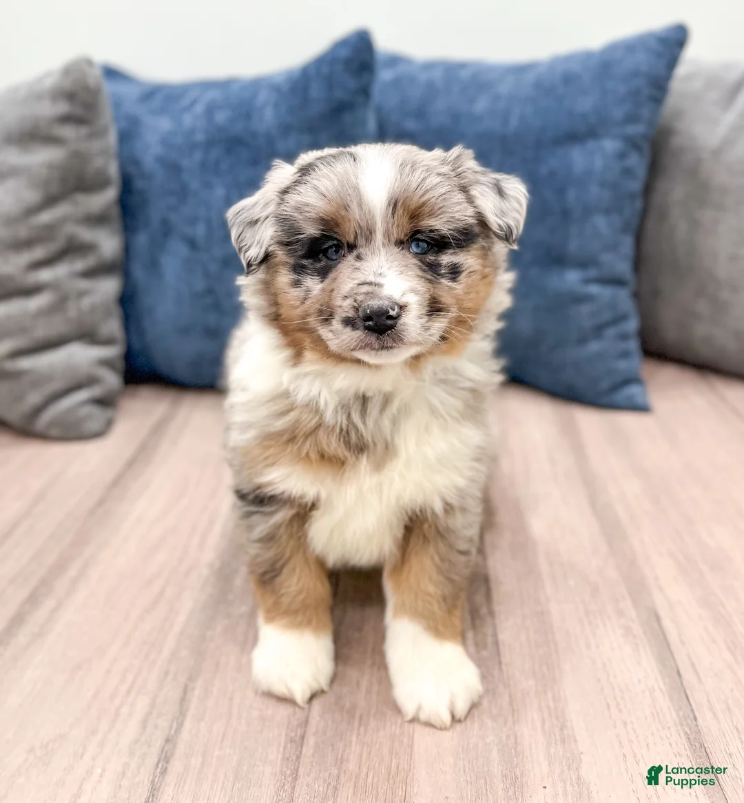 Miniature Australian Shepherd dogs for sale: Smokey - Ad 1