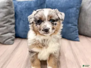 Miniature Australian Shepherd dogs Smokey - Ad 26