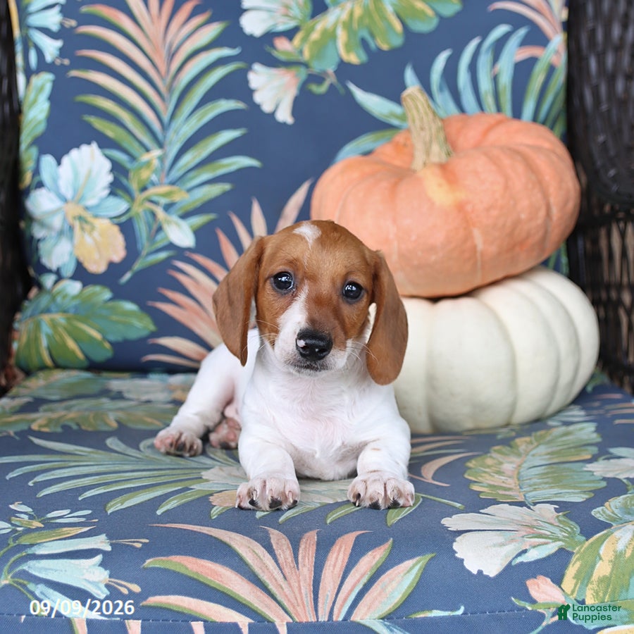 Miniature Dachshund dogs Handsome - Ad 1