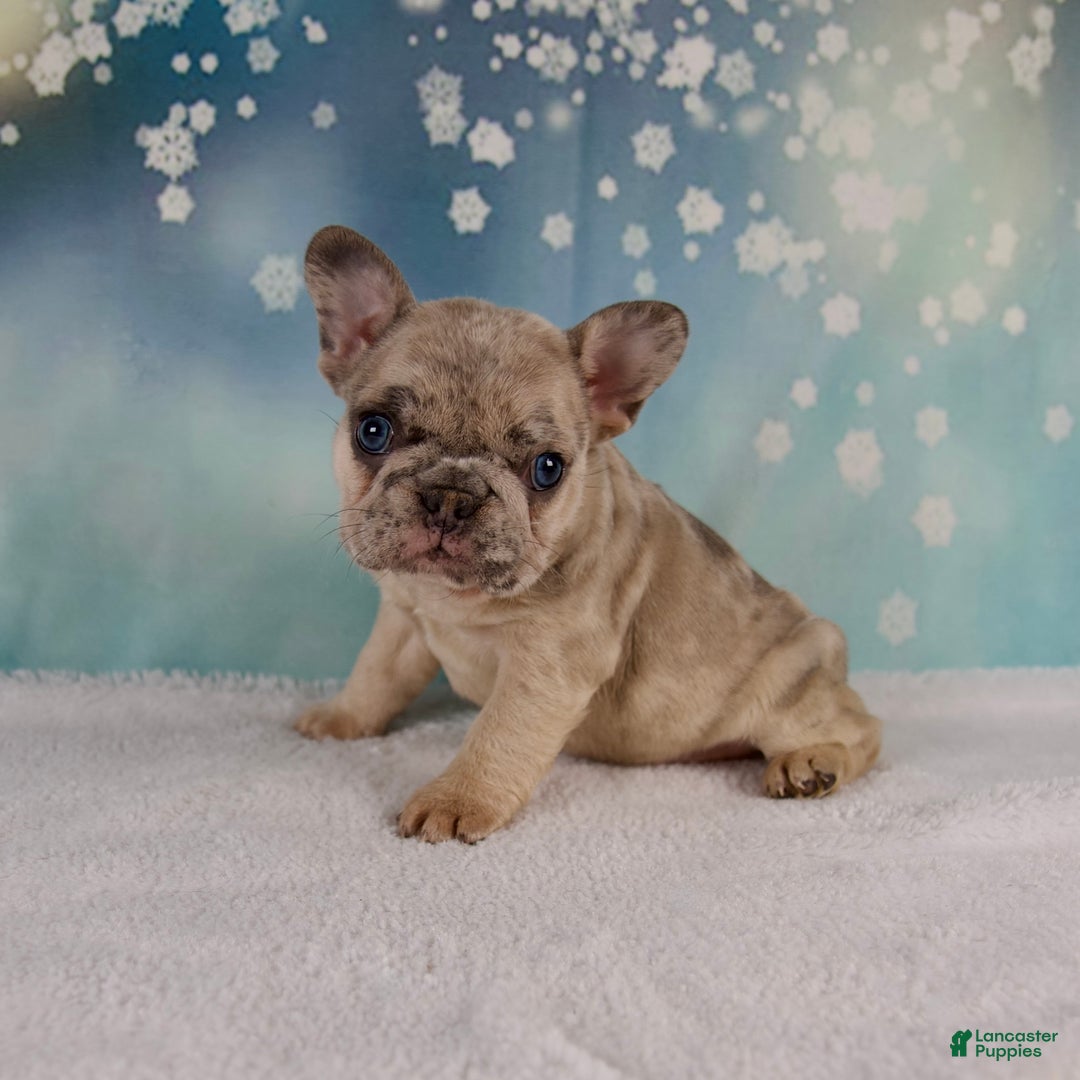 French Bulldog dogs for sale: Macy - Ad 3