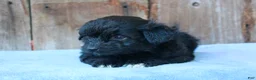 Mixed Breed dogs for sale: Ethan (toy) - Ad 3