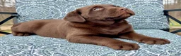 Labrador Retriever dogs for sale: Charlie - Ad 2